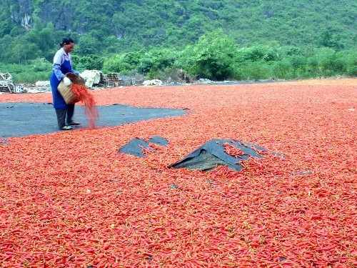 天等辣椒——辣出来的名气，吃出来的品牌！